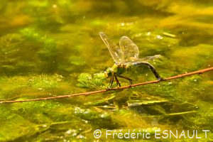 Anax empereur (Anax imperator)
