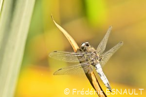 La Libellule fauve (Libellula fulva)