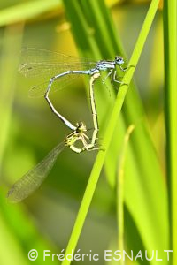 Agrion jouvencelle (Coenagrion puella)