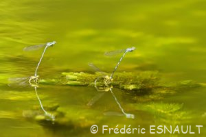 Naïade aux yeux bleus (Erythromma lindenii)