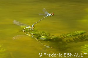 Naïades au corps vert (Erythromma viridulum)