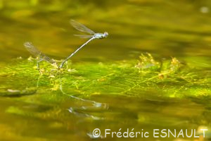 Naïade aux yeux bleus (Erythromma lindenii)