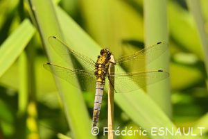 Orthétrum réticulé (Orthetrum cancellatum)
