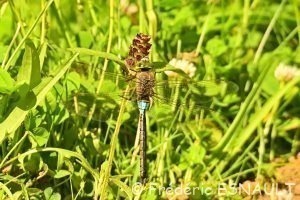 Anax napolitain (Anax parthenope)