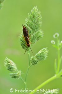 Pince-oreille ou Forficule (Forficula auricularia)