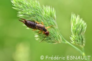 Pince-oreille ou Forficule (Forficula auricularia)