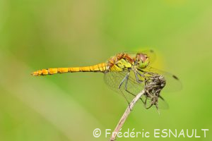 Sympétrum strié (Sympetrum striolatum)