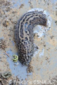 Limace léopard (Limax maximus)