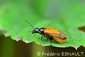 Sitare orange (Stenoria analis)