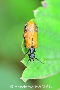 Sitare orange (Stenoria analis)