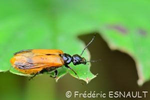Sitare orange (Stenoria analis)