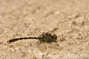 Onychogomphe à pinces (Onychogomphus forcipatus)