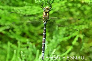 Æschne bleue (Aeshna cyanea)