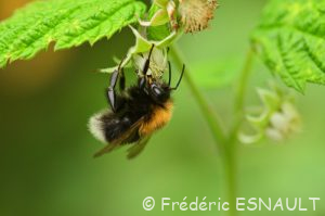 Bourdon des arbres (Bombus hypnorum)