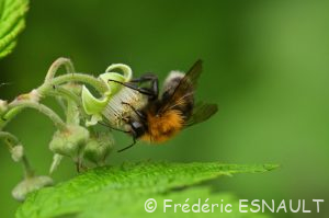 Bourdon des arbres (Bombus hypnorum)