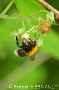 Bourdon des arbres (Bombus hypnorum)