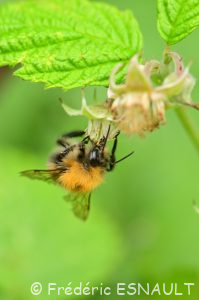 Bourdon des arbres (Bombus hypnorum)