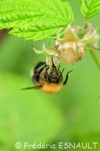 Bourdon des arbres (Bombus hypnorum)