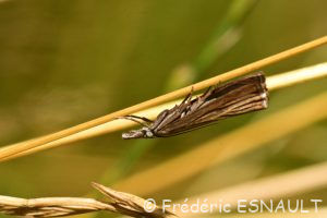 Crambus des jardins (Chrysoteuchia culmella)
