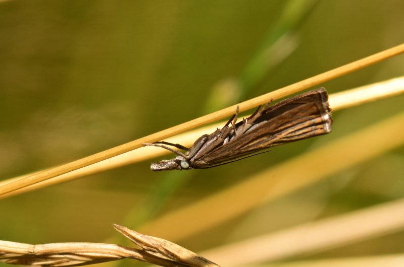  Crambus des jardins (Chrysoteuchia culmella)
