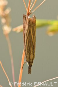 Crambus des jardins (Chrysoteuchia culmella)