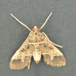 Botys de Cannes (Duponchelia fovealis)