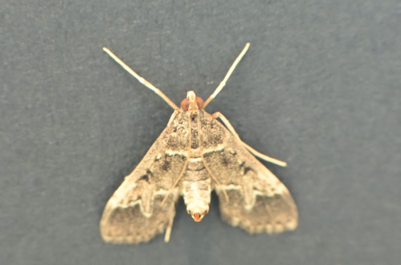 Botys de Cannes (Duponchelia fovealis)