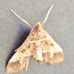 Botys de Cannes (Duponchelia fovealis)