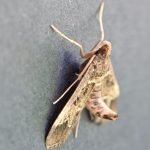 Botys de Cannes (Duponchelia fovealis)