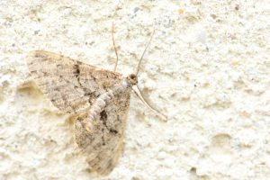 Boarmie rhomboïdale (Peribatodes rhomboidaria)