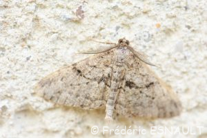 Boarmie rhomboïdale (Peribatodes rhomboidaria)