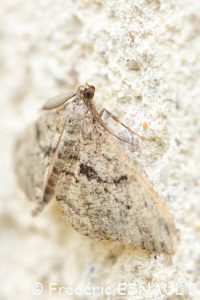 Boarmie rhomboïdale (Peribatodes rhomboidaria)