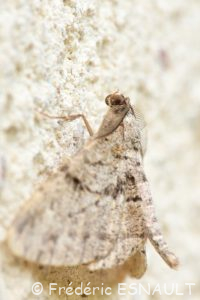 Boarmie rhomboïdale (Peribatodes rhomboidaria)
