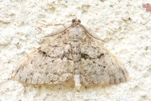 Boarmie rhomboïdale (Peribatodes rhomboidaria)