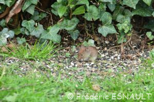 Campagnol roussâtre (Clethrionomys glareolus)