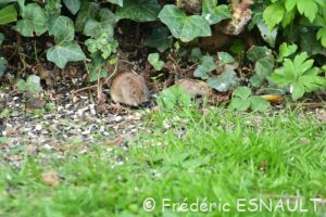 Campagnol roussâtre (Clethrionomys glareolus)