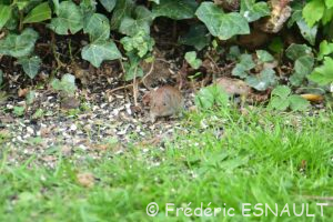 Campagnol roussâtre (Clethrionomys glareolus)