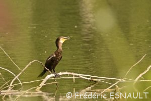 Cormoran commun (Phalacrocorax carbo)
