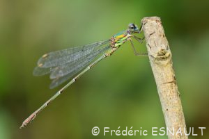 Le Leste vert (Lestes viridis)