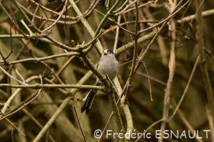 Mésange à longue queue (Aegithalos caudatus)