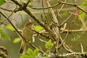 Pouillot véloce (Phylloscopus collybita)