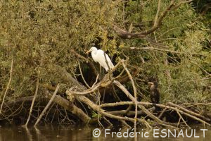 Grande Aigrette (Casmerodius albus)