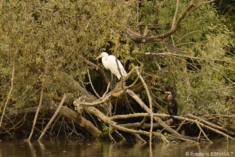 Grande Aigrette (Casmerodius albus)