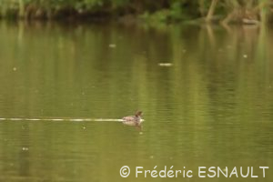 Grèbe castagneux (Tachybaptus ruficollis)