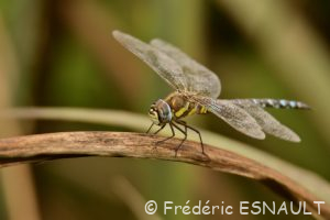 Æschne mixte (Aeshna mixta)