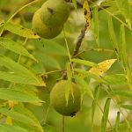Noyer d'Amérique ou Noyer noir (Juglans nigra)