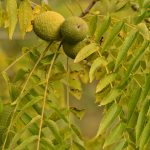 Noyer d'Amérique ou Noyer noir (Juglans nigra)