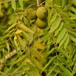 Noyer d'Amérique ou Noyer noir (Juglans nigra)
