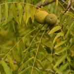 Noyer d'Amérique ou Noyer noir (Juglans nigra)