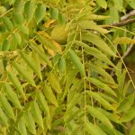 Noyer d'Amérique ou Noyer noir (Juglans nigra)